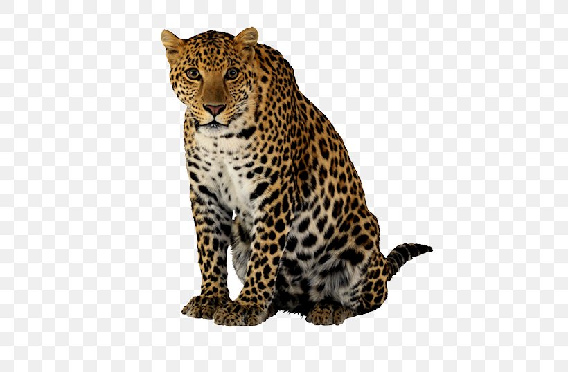 Leopard Felidae Lion Jaguar Cheetah, PNG, 480x538px, Leopard, Big Cat, Big Cats, Carnivoran, Cat Like Mammal Download Free