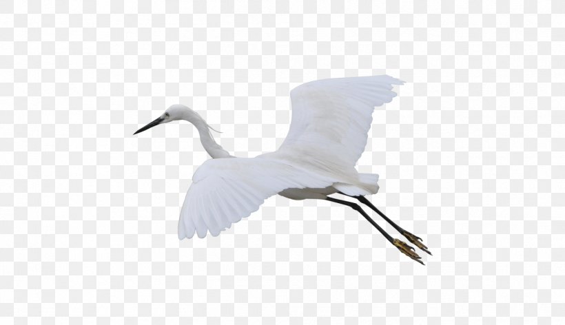 Crane Bird Goose Duck Cygnini, PNG, 1318x760px, Crane, Anatidae, Beak, Bird, Crane Like Bird Download Free