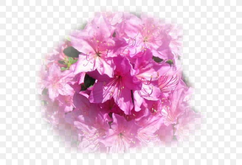 Floral Design Cut Flowers Peony Cherry Blossom, PNG, 646x560px, Floral Design, Blossom, Cherry, Cherry Blossom, Cut Flowers Download Free