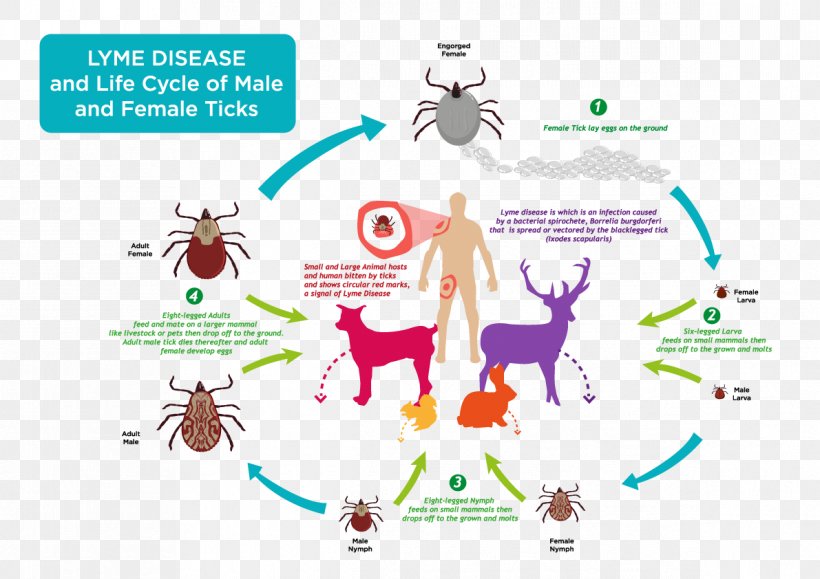 Lyme Disease Deer Tick Vector, PNG, 1191x842px, Watercolor, Cartoon, Flower, Frame, Heart Download Free