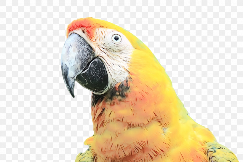 Macaw Parakeet Beak, PNG, 1920x1280px, Watercolor, Beak, Macaw, Paint, Parakeet Download Free