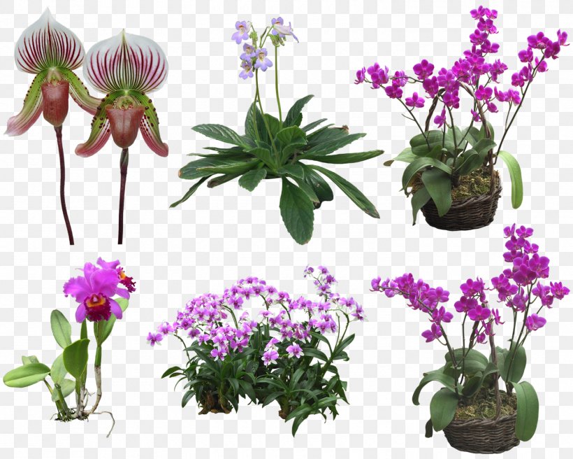 Orchids Flower Clip Art, PNG, 1500x1200px, Orchids, Blog, Cut Flowers, Drawing, Flora Download Free