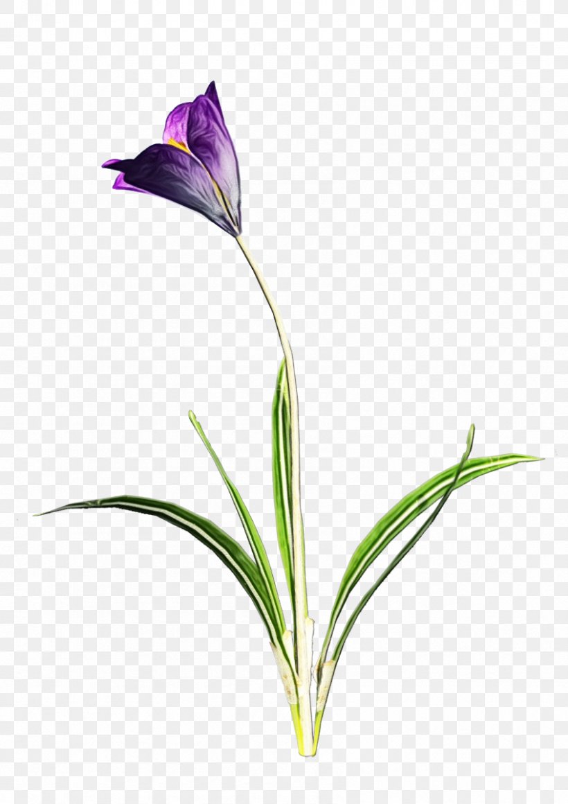 Clip Art Transparency Image Vector Graphics, PNG, 847x1199px, Crocus, Botany, Flower, Flowering Plant, Morning Glory Download Free