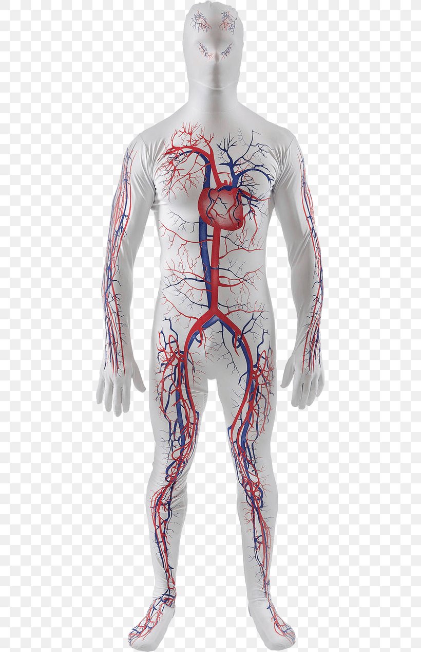 Tracksuit Circulatory System Costume Human Body, PNG, 800x1268px, Watercolor, Cartoon, Flower, Frame, Heart Download Free