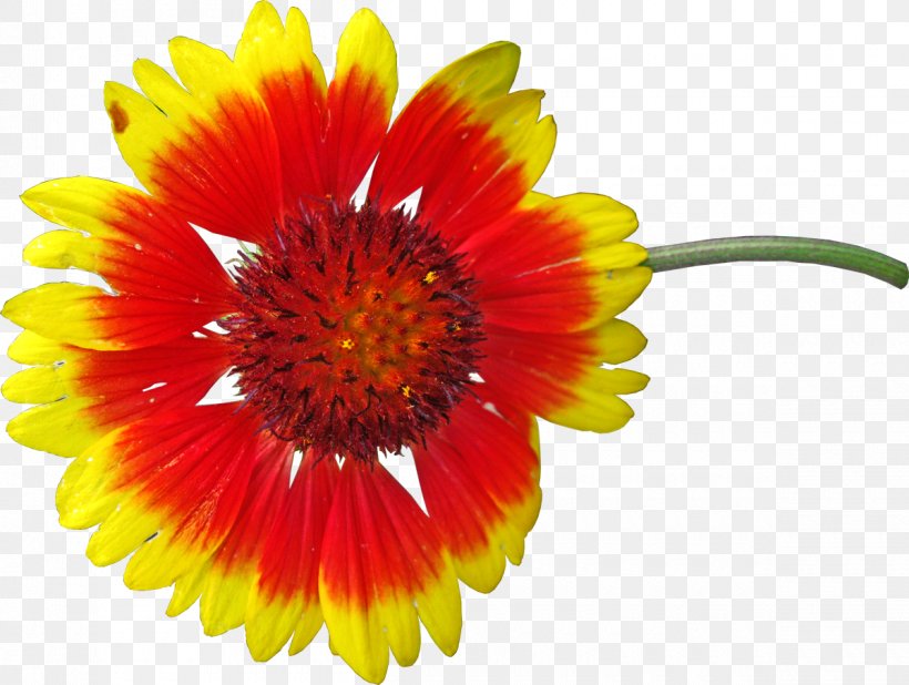 Transvaal Daisy Royalty-free Blanket Flowers Photography, PNG, 1200x905px, Transvaal Daisy, Annual Plant, Blanket Flowers, Common Sunflower, Cut Flowers Download Free