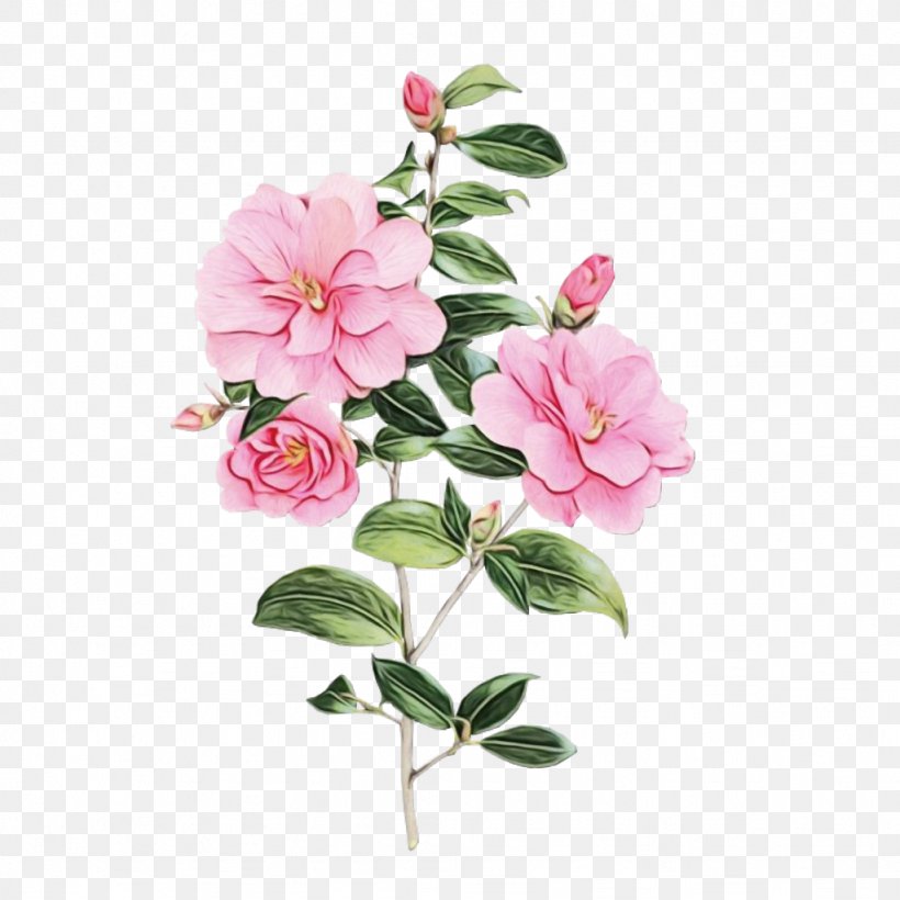 Floral Flower Background, PNG, 1024x1024px, Cabbage Rose, Azalea, Branch, Camellia, Cranesbill Download Free