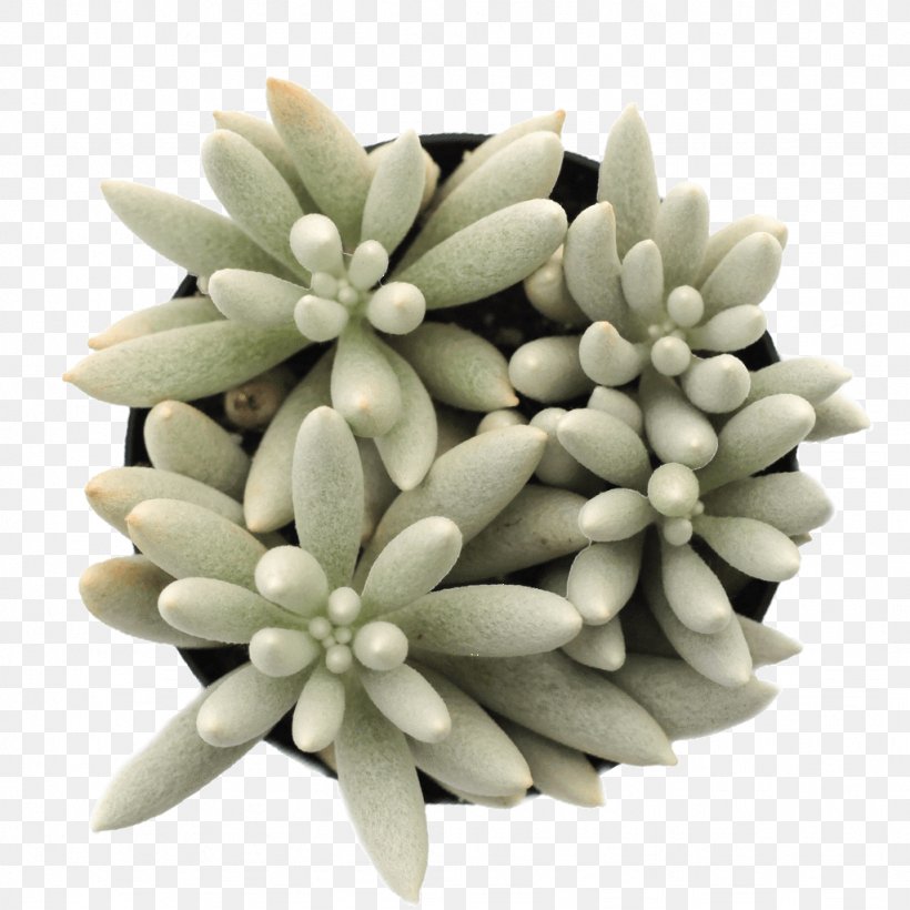 Woolly Senecio String-of-pearls Succulent Plant Soil, PNG, 1024x1024px, Succulent Plant, Anacampseros, Cactaceae, Cut Flowers, Echeveria Download Free