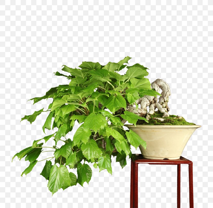 Chinese Sweet Plum Flowerpot Herb Tree Sageretia, PNG, 800x800px, Chinese Sweet Plum, Flowerpot, Herb, Houseplant, Plant Download Free