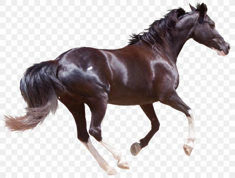 Friesian Horse American Paint Horse Morgan Horse Chincoteague Pony Stallion, PNG, 1181x894px, Friesian Horse, American Paint Horse, Bit, Black, Breyer Animal Creations Download Free