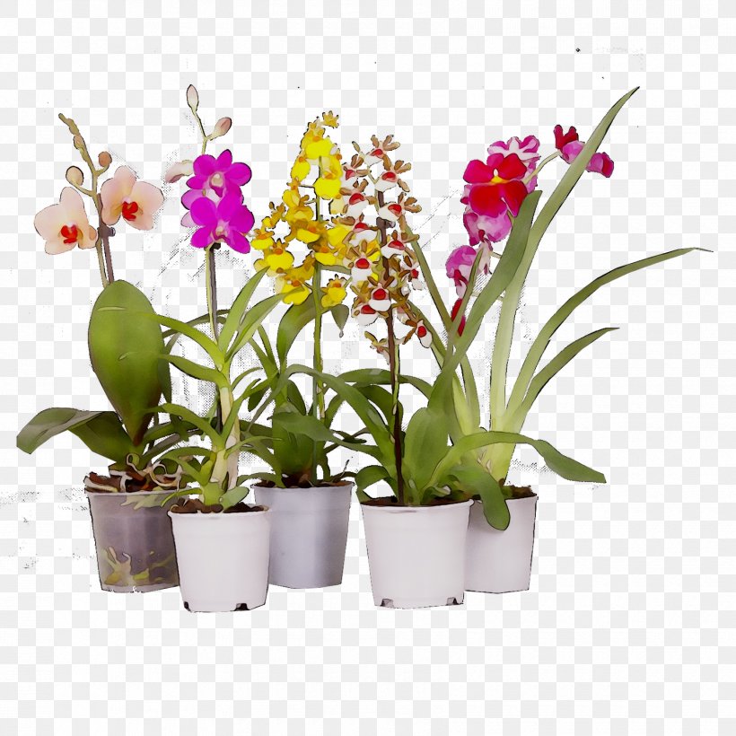 Moth Orchids Cattleya Orchids Flowerpot Dendrobium Cut Flowers, PNG, 1710x1710px, Moth Orchids, Artificial Flower, Cattleya, Cattleya Orchids, Cut Flowers Download Free