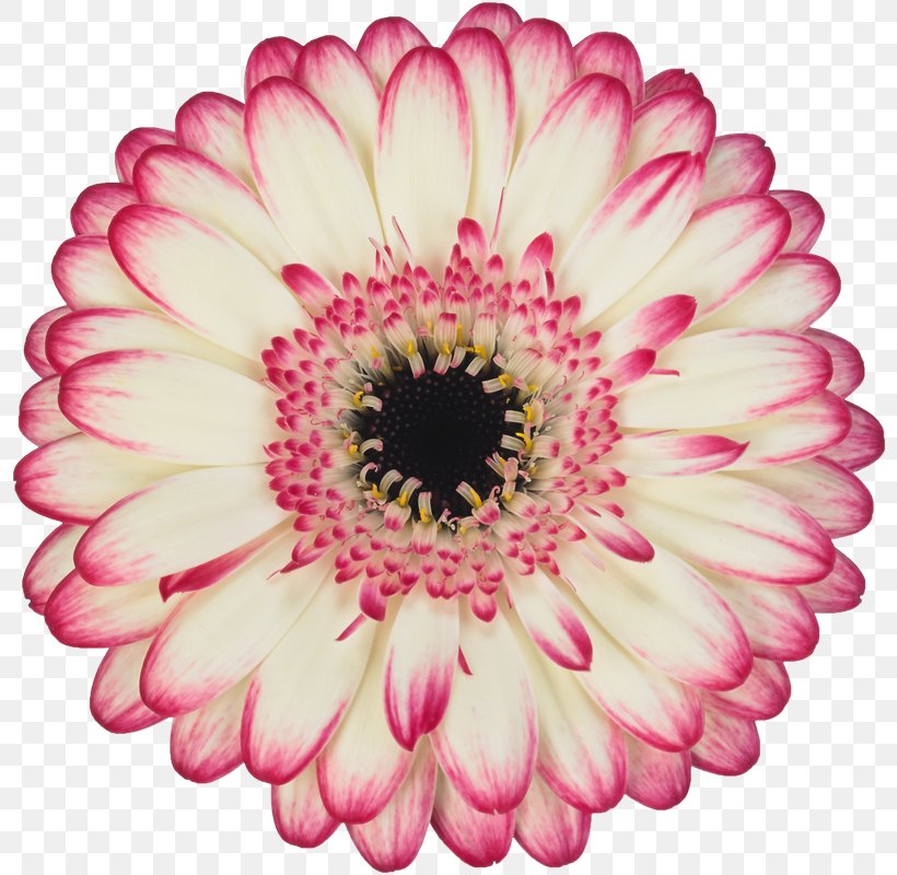 Transvaal Daisy Aalsmeer Flower Auction MINI Cooper Cut Flowers Floristry, PNG, 800x800px, Transvaal Daisy, Aalsmeer Flower Auction, African Daisy, Assortment Strategies, Barberton Daisy Download Free