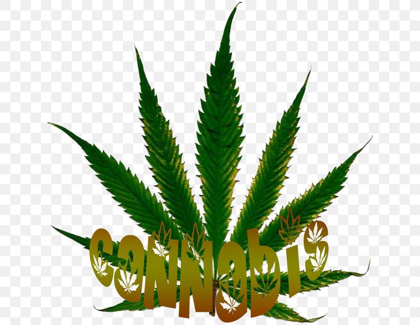 Cannabis Sativa Desktop Wallpaper White Widow Medical Cannabis, PNG, 640x635px, Cannabis, Cannabis Sativa, Drug, Grass, Grass Family Download Free