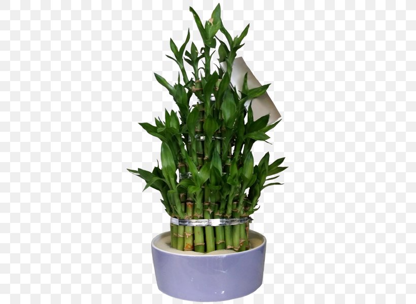 Flowerpot Houseplant Herb, PNG, 600x600px, Flowerpot, Evergreen, Herb, Houseplant, Plant Download Free