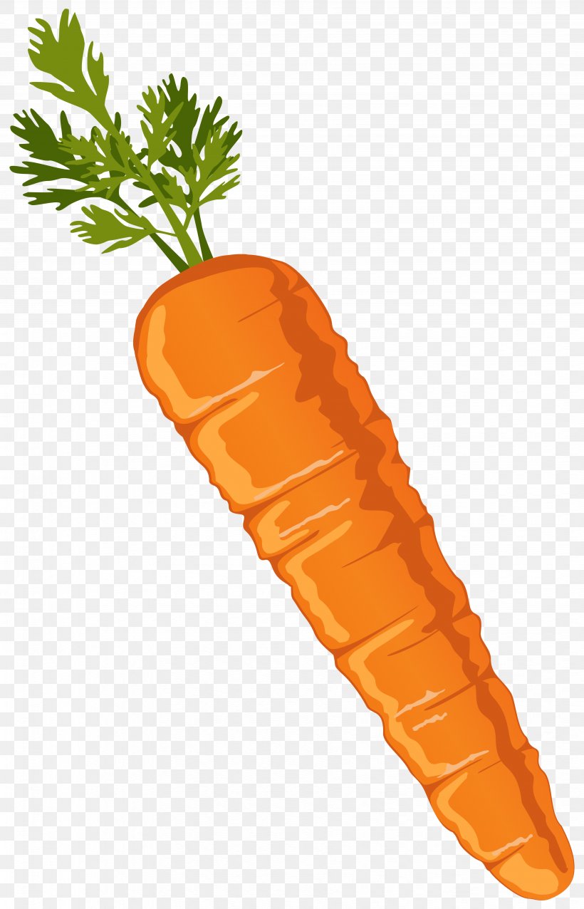 Carrot Vegetable Clip Art, PNG, 3674x5720px, Carrot, Arracacia Xanthorrhiza, Baby Carrot, Carrot Salad, Fish Soup Download Free