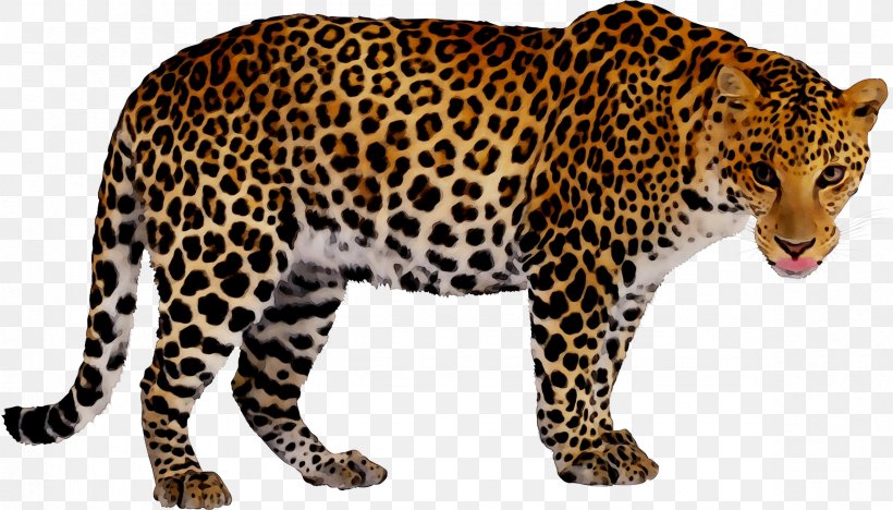 Leopard Book Jaguar My First 123 Cheetah, PNG, 2363x1350px, Leopard, African Leopard, Animal Figure, Argitaletxe, Author Download Free