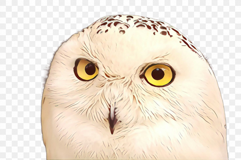 Owl Snowy Owl Bird Bird Of Prey Beak, PNG, 1224x816px, Owl, Beak, Bird, Bird Of Prey, Closeup Download Free