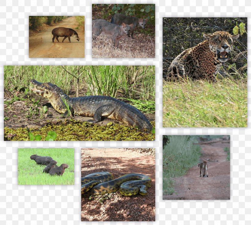 Pantanal Puerto Suárez Crocodile Ecosystem National Park, PNG, 1006x902px, Pantanal, Anaconda, Crocodile, Crocodilia, Ecosystem Download Free