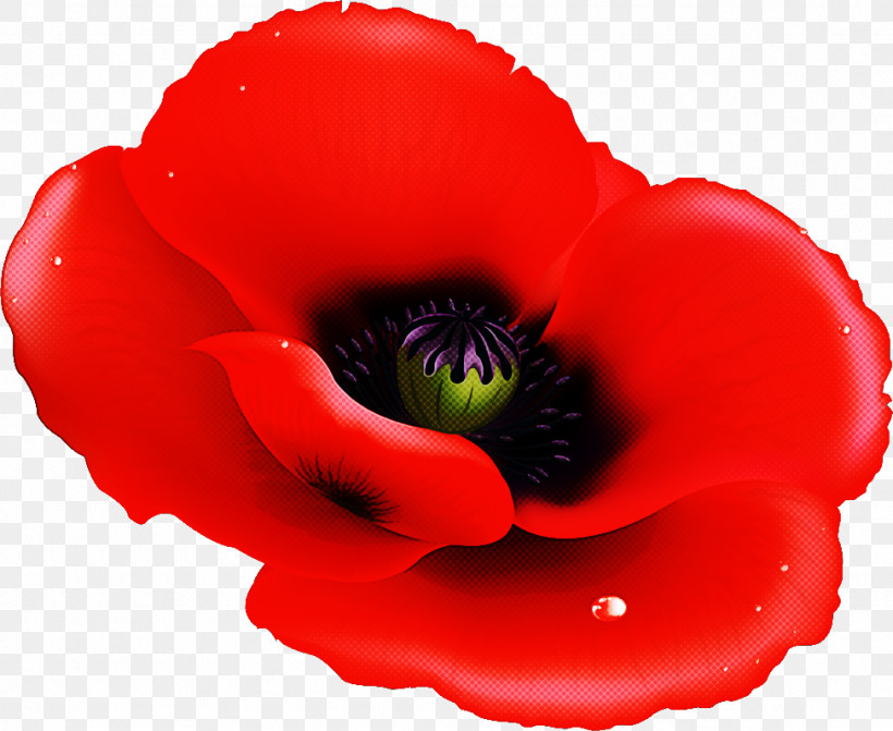 Red Poppy Flower Poppy Flower, PNG, 974x798px, Red Poppy Flower, Anemone, Closeup, Poppy Flower Download Free