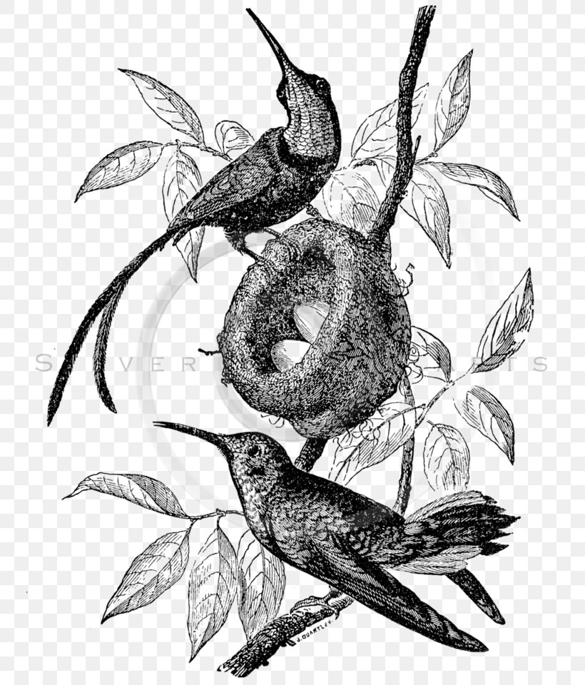 Ruby-throated Hummingbird Illustration Clip Art, PNG, 746x960px, Hummingbird, Animal, Archilochus, Art, Beak Download Free