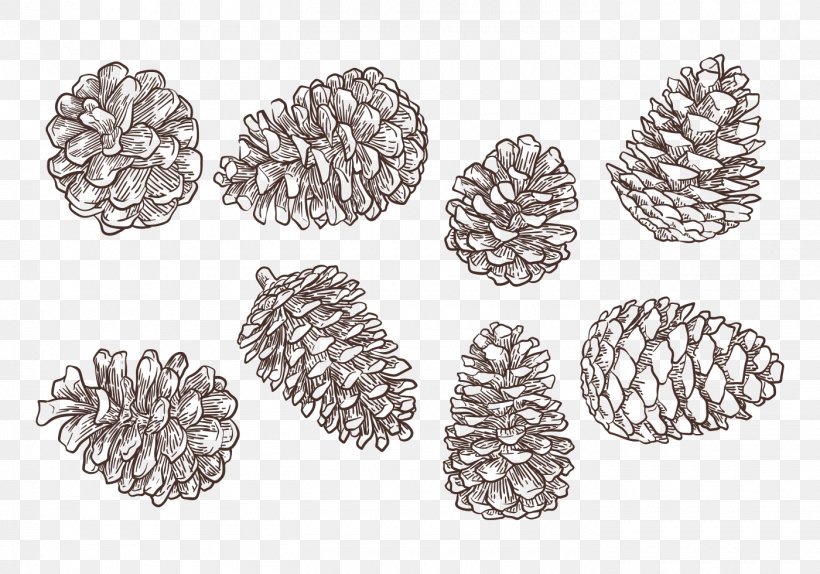 Conifer Cone Drawing, PNG, 1400x980px, Conifer Cone, Black And White, Body Jewelry, Cedar, Cone Download Free
