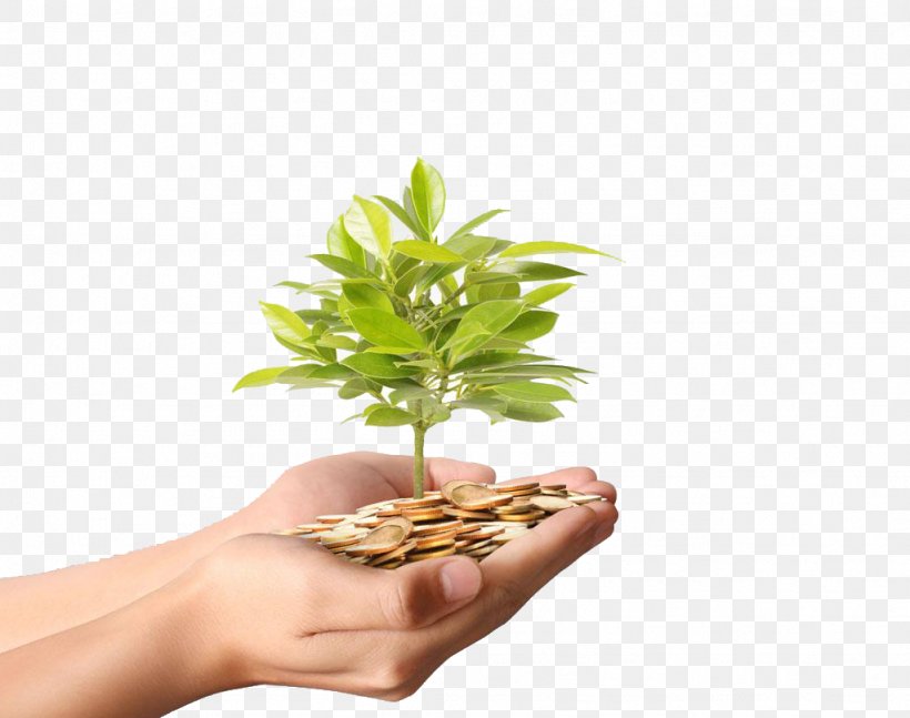 Money Plant Stock Photography Coin, PNG, 1024x808px, Money, Alternative Medicine, Coin, Currency, Depositphotos Download Free