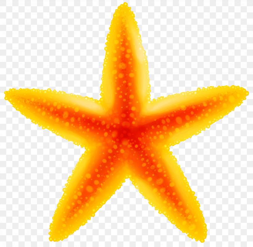 Orange, PNG, 3000x2923px, Orange, Starfish, Yellow Download Free