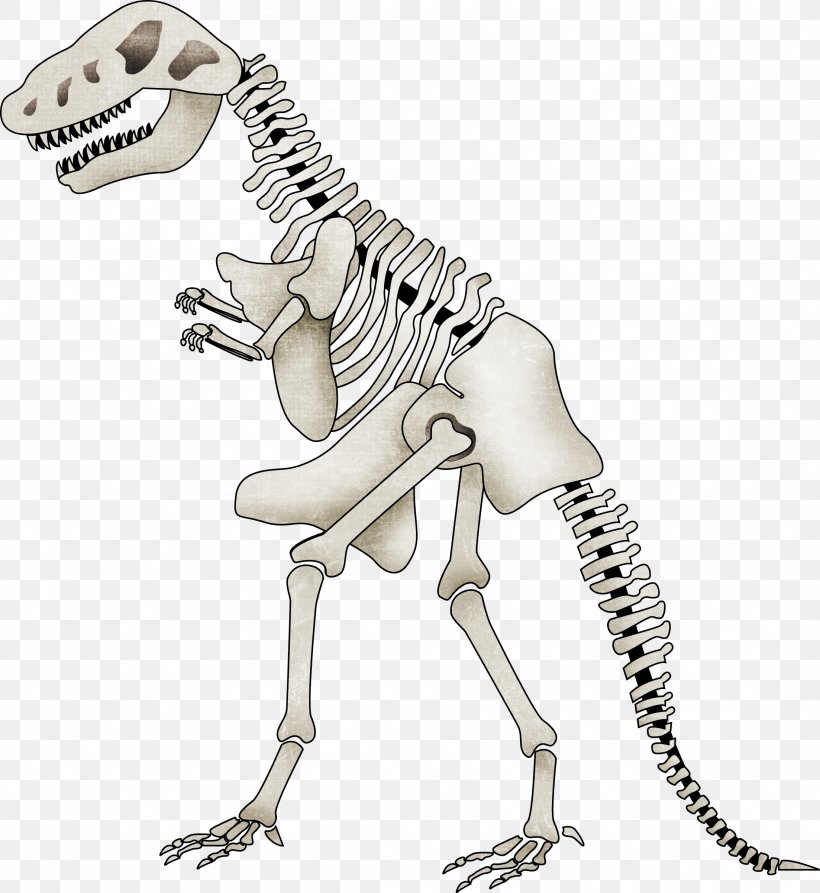 Tyrannosaurus Spinosaurus Skeleton Dinosaur Clip Art, PNG, 2206x2404px, Tyrannosaurus, Bone, Cartoon, Dinosaur, Drawing Download Free