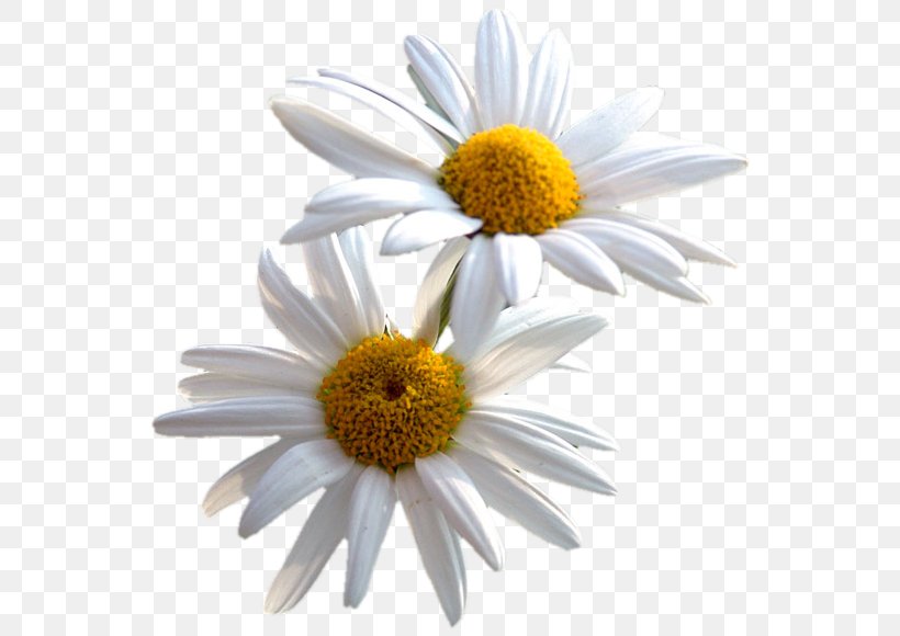 Common Daisy Flower Desktop Wallpaper, PNG, 560x580px, Common Daisy, Aster, Chamaemelum Nobile, Chamomile, Daisy Download Free
