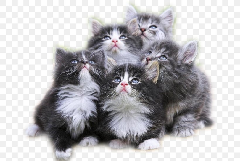 Kitten Ragdoll Munchkin Cat Siamese Cat Puppy, PNG, 679x549px, Kitten, Animal, Asian Semi Longhair, Black Cat, British Semi Longhair Download Free