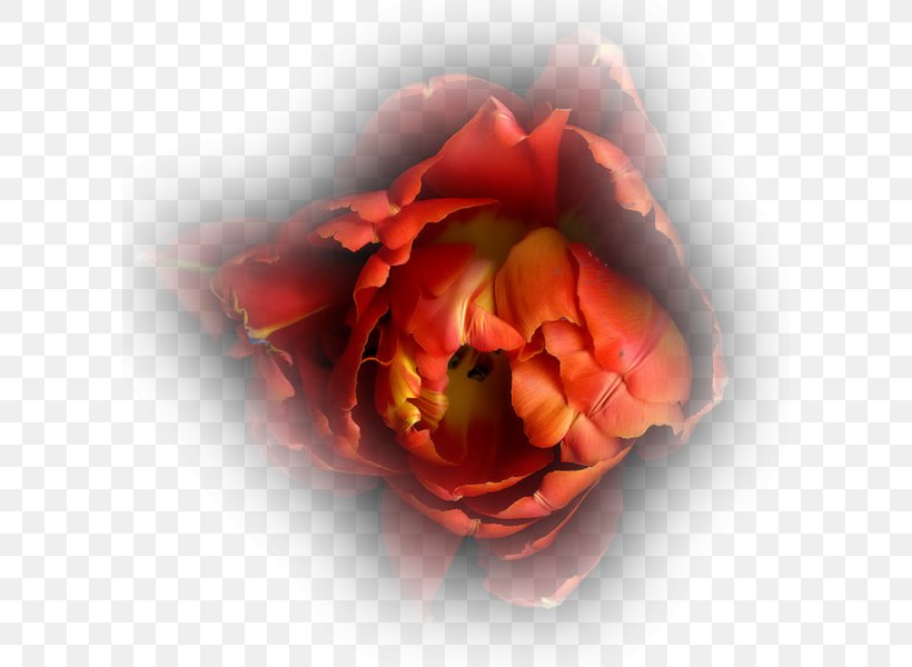 Light Photography Photographer Garden Roses, PNG, 600x600px, Light, Albom, Close Up, Floribunda, Flower Download Free