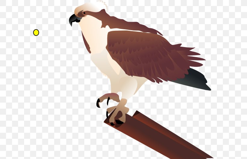 Bird Seahawk Clip Art, PNG, 600x527px, Bird, Accipitriformes, Beak, Bell Boeing V22 Osprey, Bird Nest Download Free
