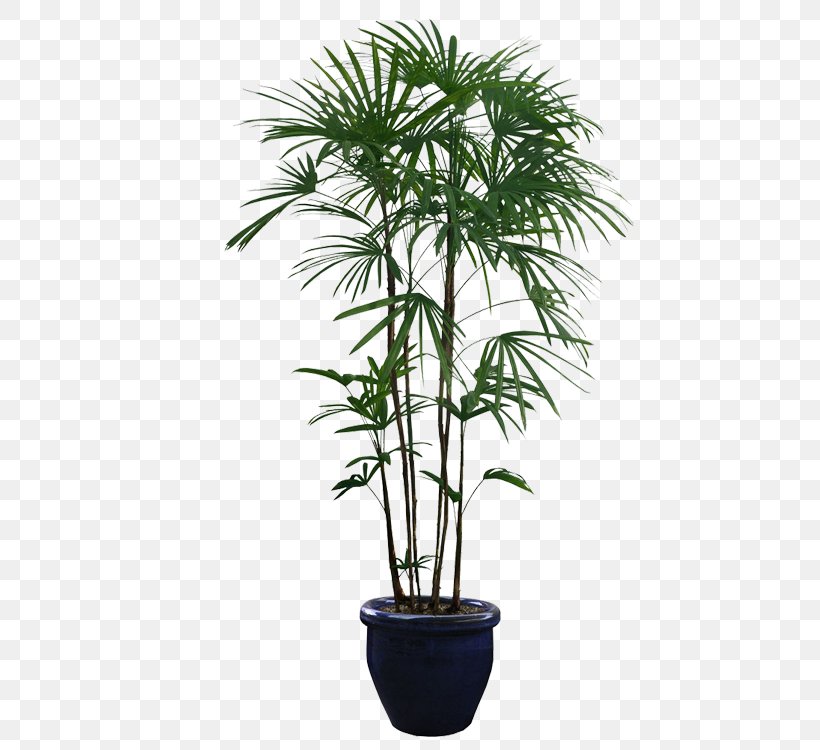 Houseplant Tree, PNG, 750x750px, Plant, Areca Palm, Arecaceae, Arecales, Evergreen Download Free