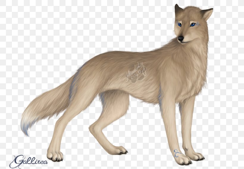 Jackal Gray Wolf Cat Fur Terrestrial Animal, PNG, 760x568px, Jackal, Animal, Carnivoran, Cat, Cat Like Mammal Download Free
