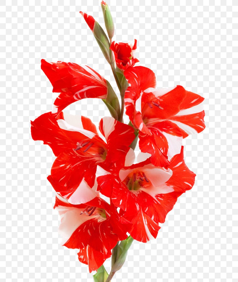 Mirako Spa Gladiolus Priscilla Stock Photography Clip Art, PNG, 700x972px, Stock Photography, Art, Artificial Flower, Banco De Imagens, Cut Flowers Download Free