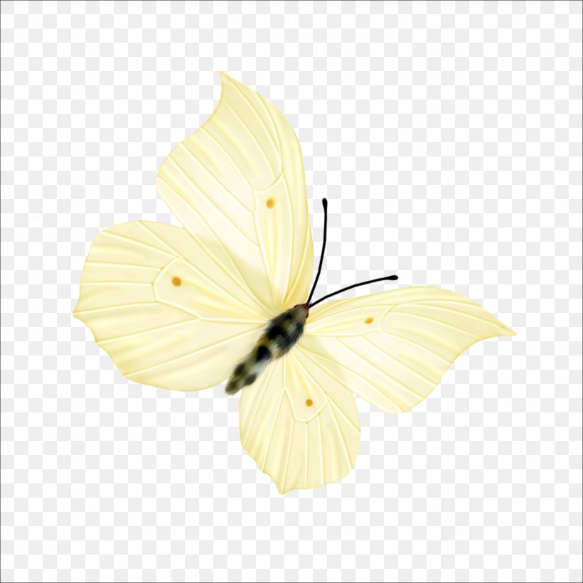 Nymphalidae Pieridae Butterfly Yellow Petal, PNG, 1773x1773px, Nymphalidae, Arthropod, Brush Footed Butterfly, Butterfly, Flower Download Free