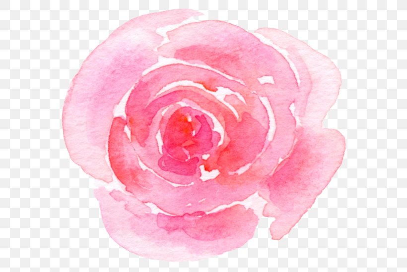 Garden Roses Cabbage Rose Floribunda Skin Care, PNG, 600x549px, Garden Roses, Cabbage Rose, Camellia, Cranberry, Cream Download Free