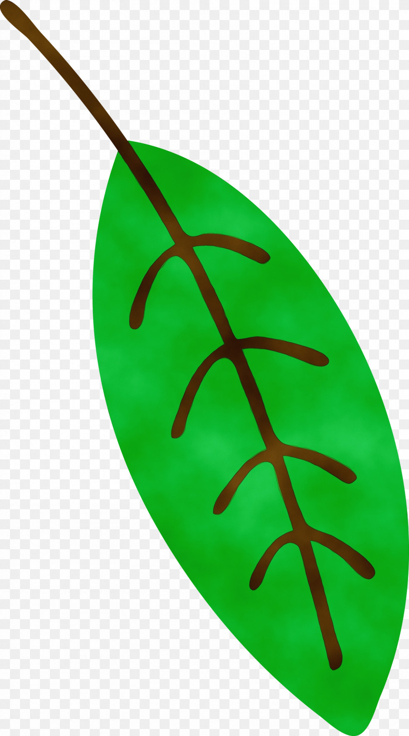 Leaf Green Biology Plants Science, PNG, 1668x3000px, Watercolor, Biology, Green, Leaf, Paint Download Free