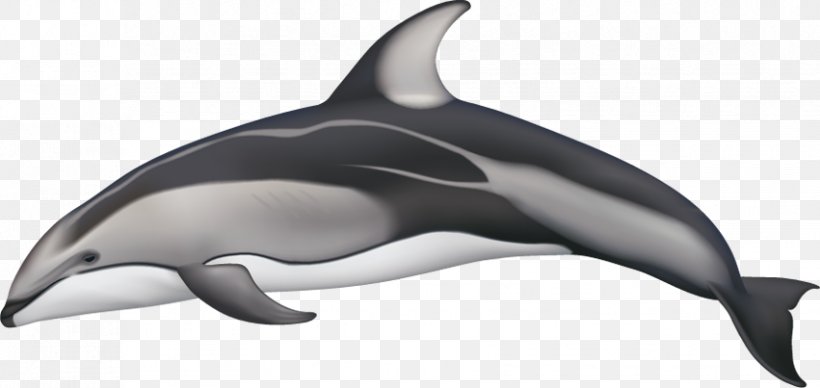 White-beaked Dolphin Spotted Dolphins Pacific White-sided Dolphin Hourglass Dolphin Atlantic White-sided Dolphin, PNG, 851x403px, Whitebeaked Dolphin, Atlantic Whitesided Dolphin, Cetacea, Common Bottlenose Dolphin, Dolphin Download Free
