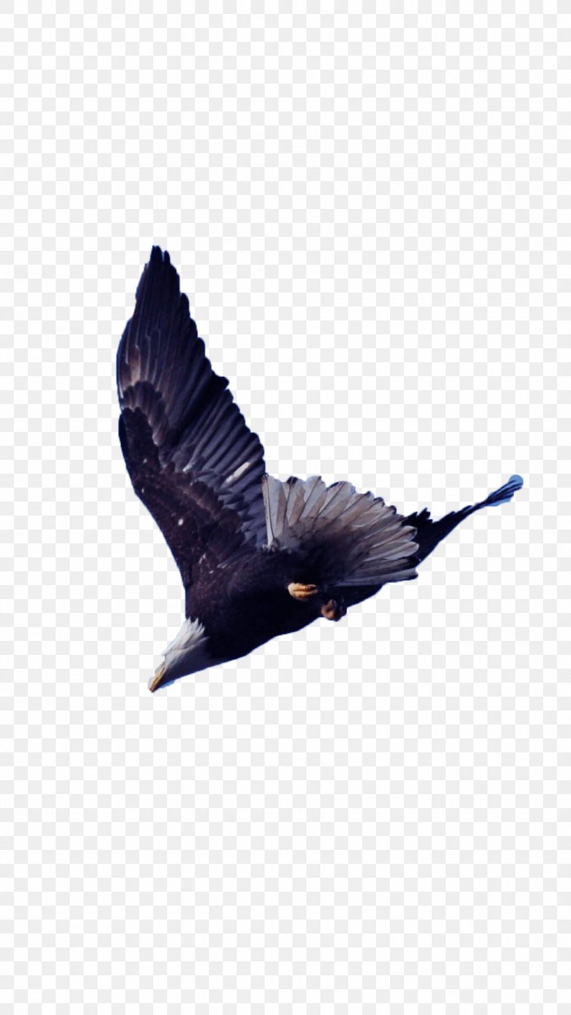 Bird Aspect Ratio Wing, PNG, 1080x1920px, 4k Resolution, Bird, Aspect Ratio, Beak, Eagle Download Free
