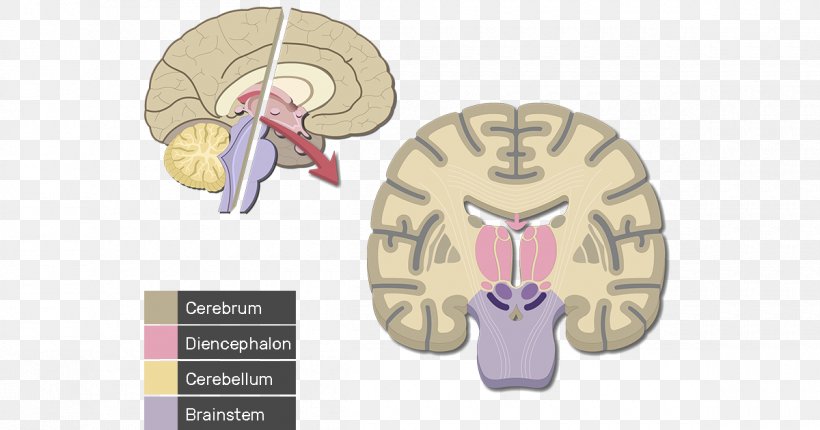 Cerebral Cortex Human Brain Cerebrum Lobes Of The Brain, PNG, 1200x630px, Watercolor, Cartoon, Flower, Frame, Heart Download Free