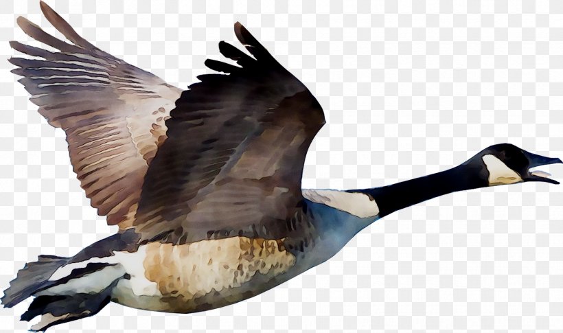 Duck Goose Vector Graphics Illustration Image, PNG, 1728x1024px, Duck, Art, Beak, Bird, Brent Geese Download Free