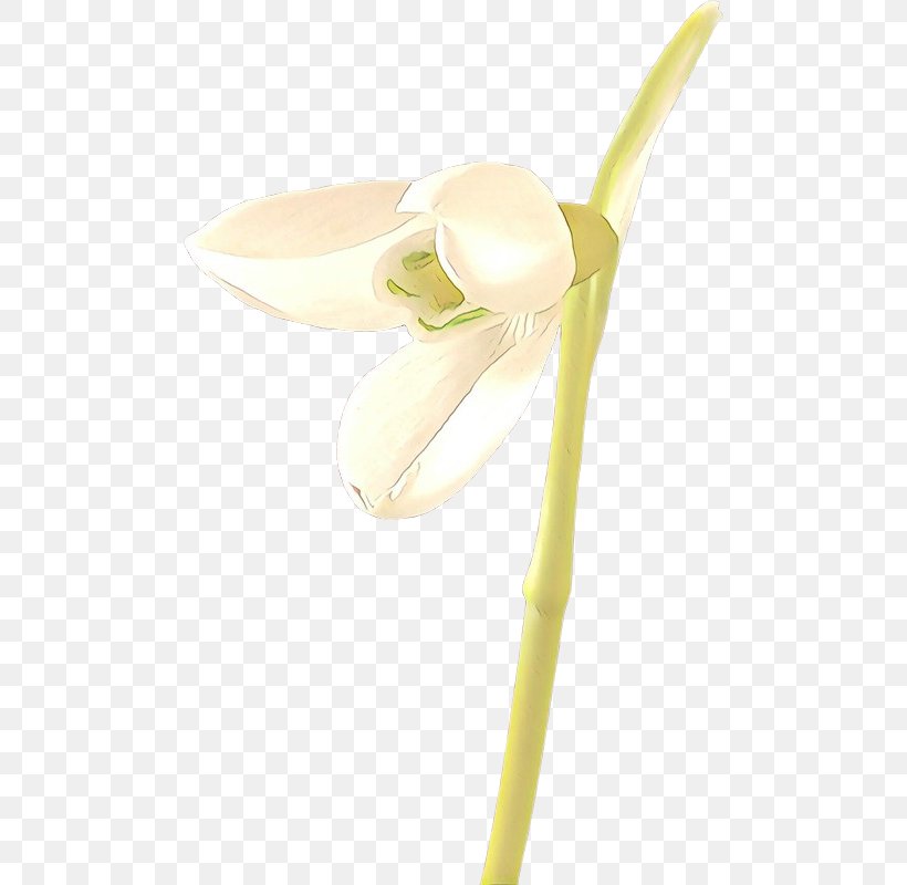 Beige Flower, PNG, 488x800px, Cartoon, Alismatales, Anthurium, Arum, Arum Family Download Free
