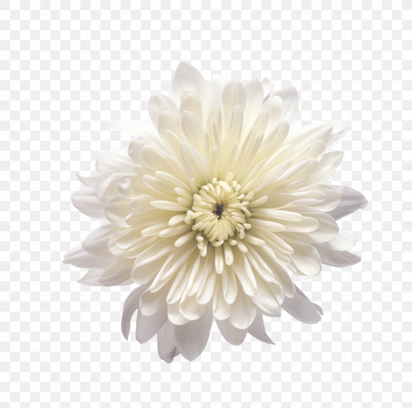 Chrysanthemum Clip Art Flower Petal, PNG, 1600x1585px, Chrysanthemum, Chrysanths, Cut Flowers, Dahlia, Daisy Family Download Free