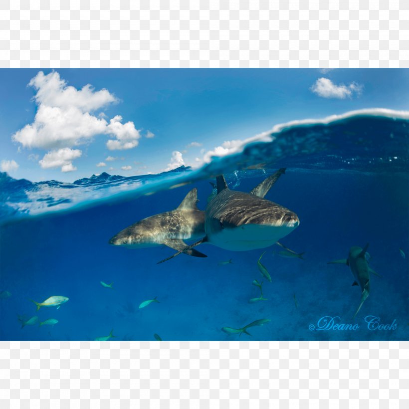 Shark And Dolphin Fin Great White Shark Caribbean Reef Shark, PNG, 2000x2000px, Shark, Aqua, Beach, Canvas Print, Caribbean Reef Shark Download Free