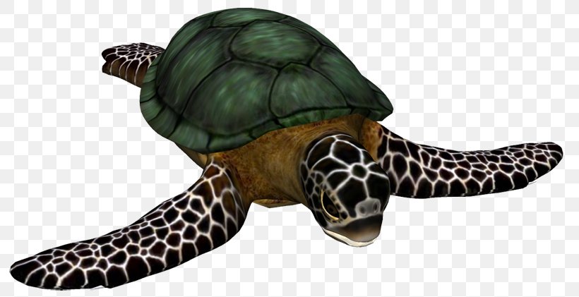 Loggerhead Sea Turtle Cheloniidae Hawksbill Sea Turtle Tortoise, PNG, 800x421px, Loggerhead Sea Turtle, Animal, Animal Figure, Box Turtle, Box Turtles Download Free