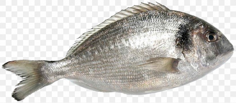 Oily Fish Gilt-head Bream Tilapia Seafood, PNG, 1396x616px, Fish, Animal, Animal Source Foods, Fauna, Fish Products Download Free