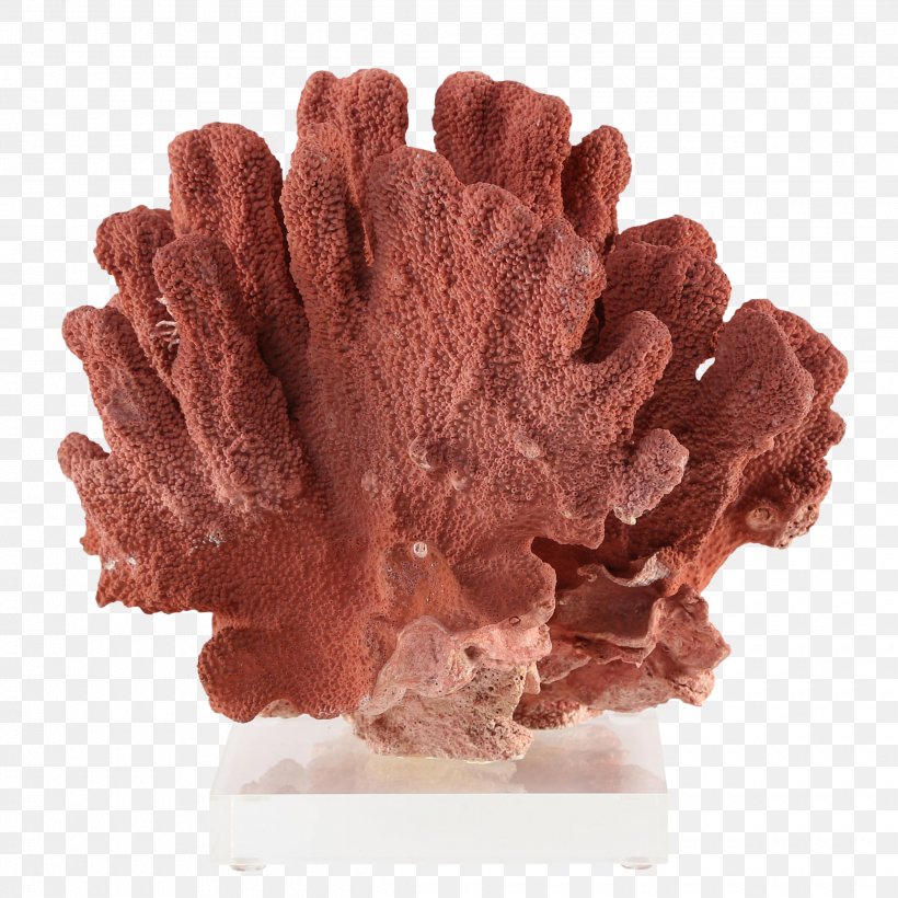 Precious Coral Red Coral Invertebrate 1stdibs.Com, Inc., PNG, 2480x2480px, 1stdibscom Inc, Precious Coral, Coral, Invertebrate, Natural Environment Download Free