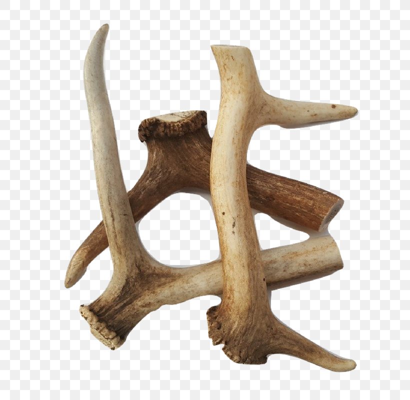 Antler Dog Deer Raw Feeding Bone, PNG, 800x800px, Antler, Bone, Calcium, Chewing, Deer Download Free