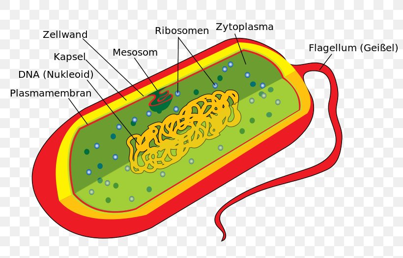 Bacterial Cell Structure Prokaryote Eukaryote, PNG, 804x524px, Bacterial Cell Structure, Area, Bacteria, Cell, Cell Membrane Download Free
