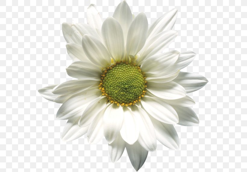Chamomile Handbook Of Poetic Forms Portable Media Player, PNG, 569x572px, Chamomile, Annual Plant, Aster, Chamaemelum Nobile, Chrysanths Download Free